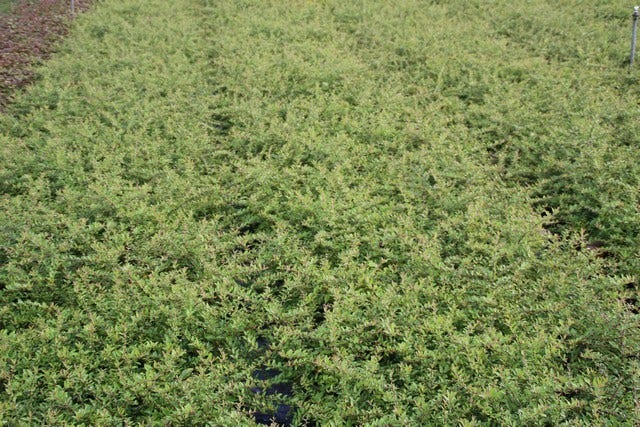  Vuurdoorn (Pyracantha 'Red Cushion')