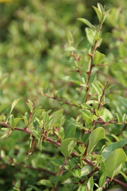 Vuurdoorn (Pyracantha 'Red Cushion')