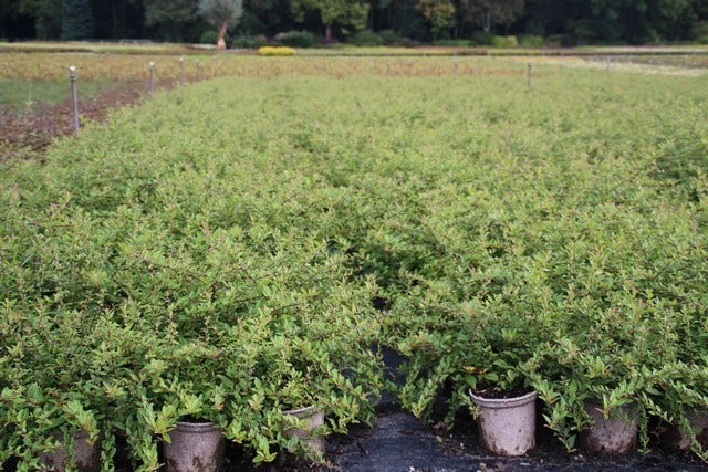  Vuurdoorn (Pyracantha 'Red Cushion')