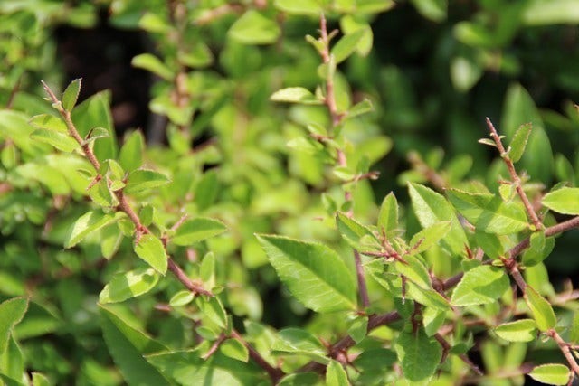  Vuurdoorn (Pyracantha 'Red Cushion')