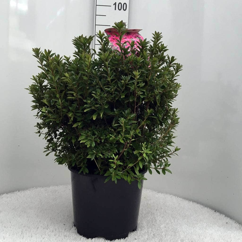  Japanse Azalea (Rhododendron 'Madame Van Hecke')