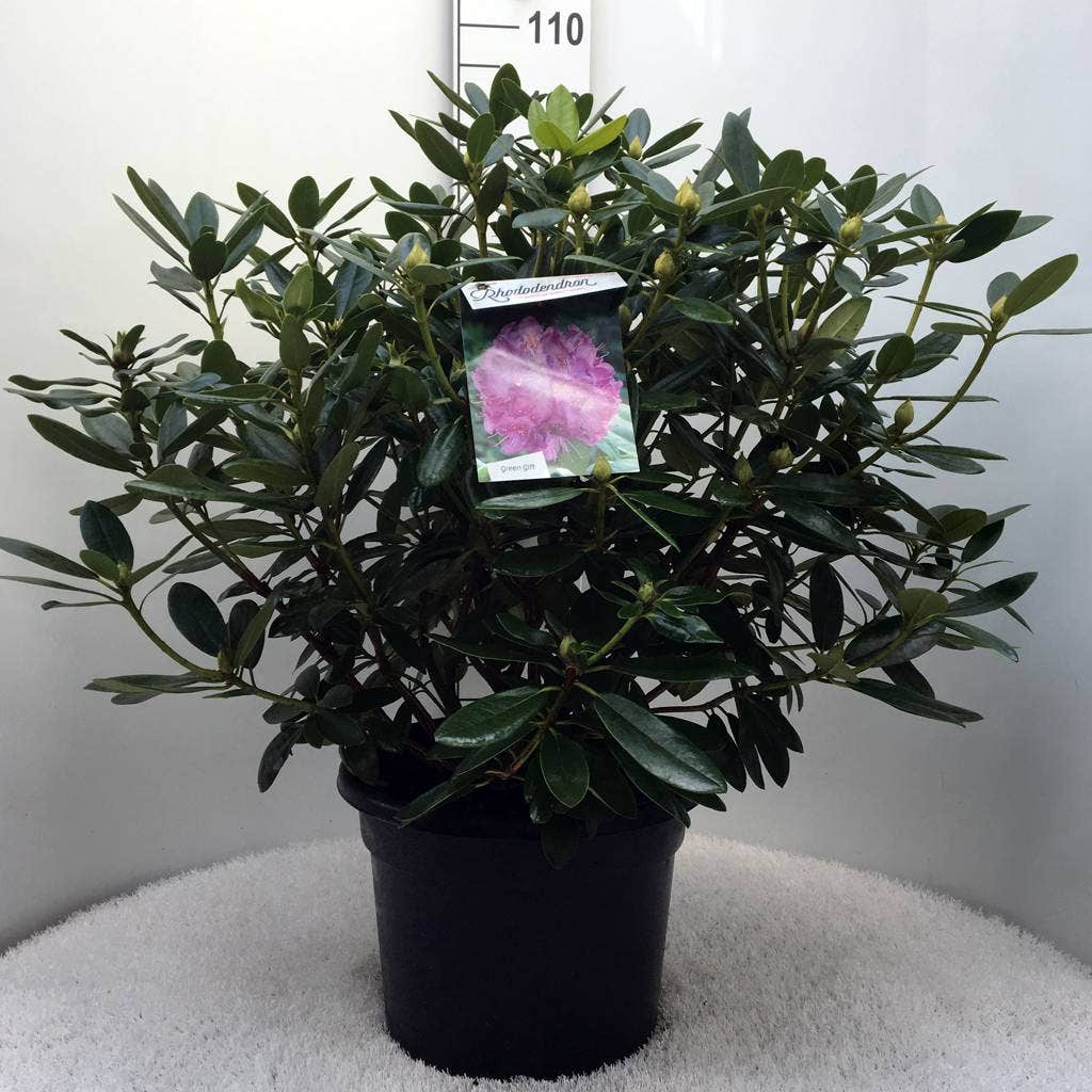  Rhododendron (Rhododendron Catawbiense 'Grandiflorum')