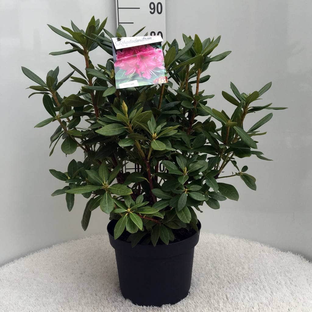  Rhododendron (Rhododendron 'Cosmopolitan')