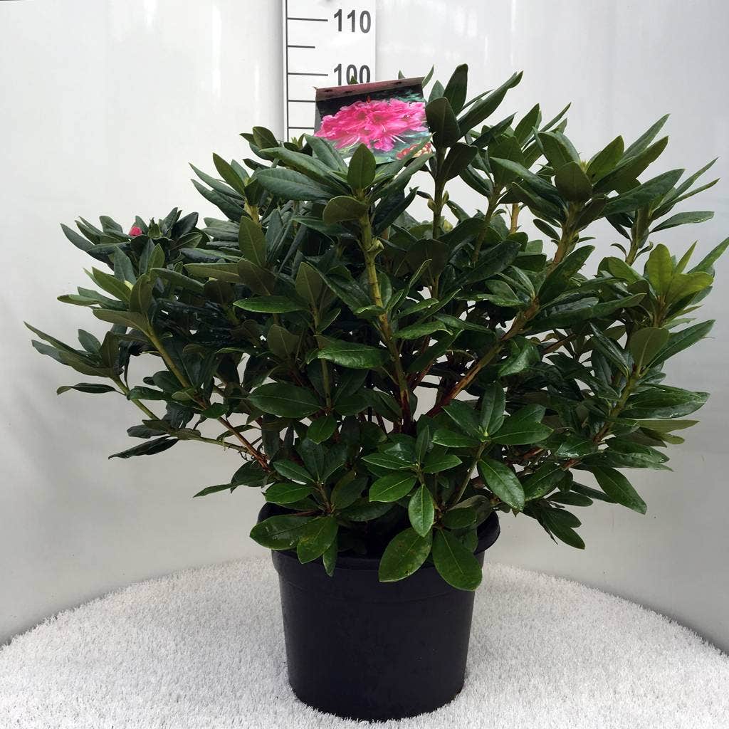  Rhododendron (Rhododendron 'Cosmopolitan')