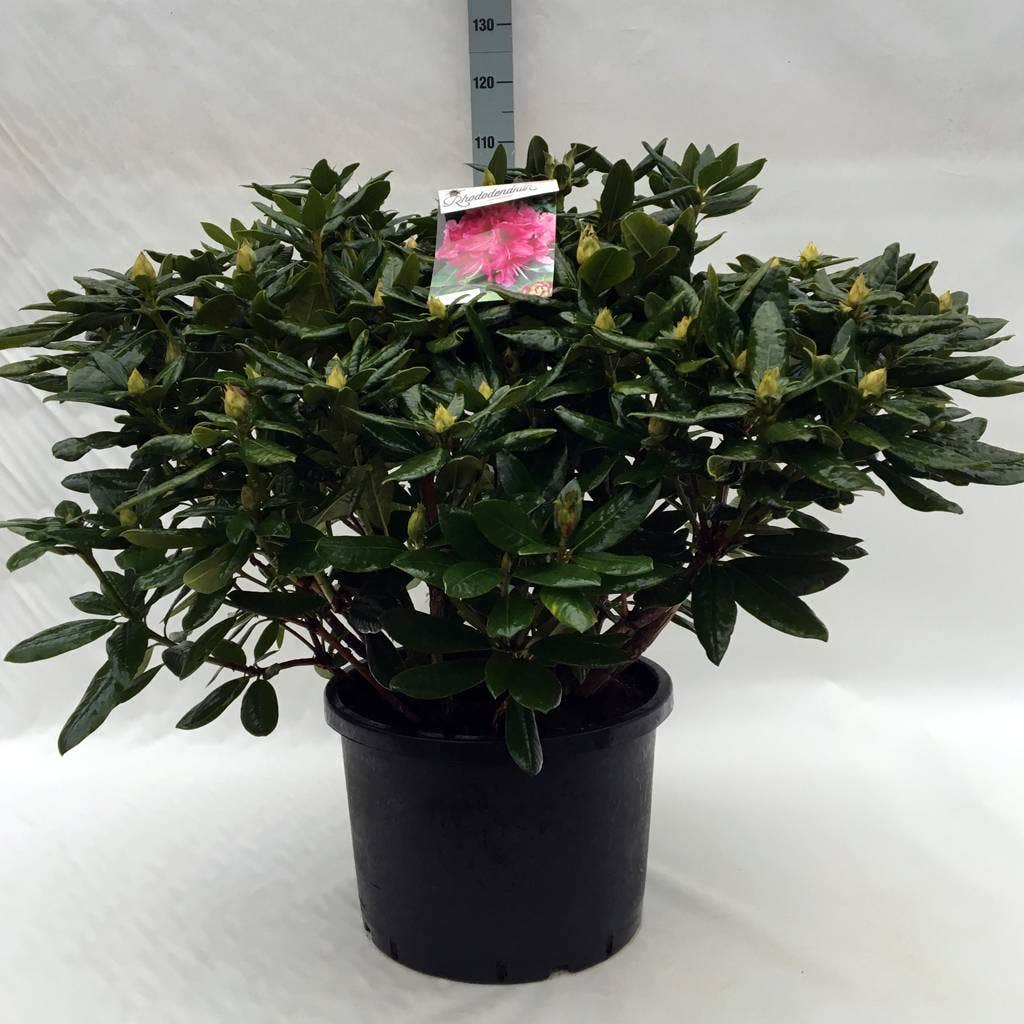  Rhododendron (Rhododendron 'Cosmopolitan')