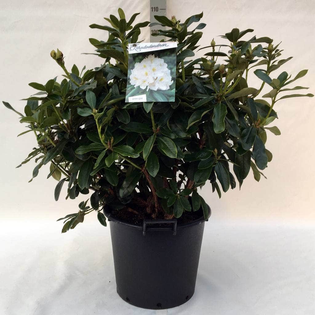  Rhododendron (Rhododendron 'Cunningham White')