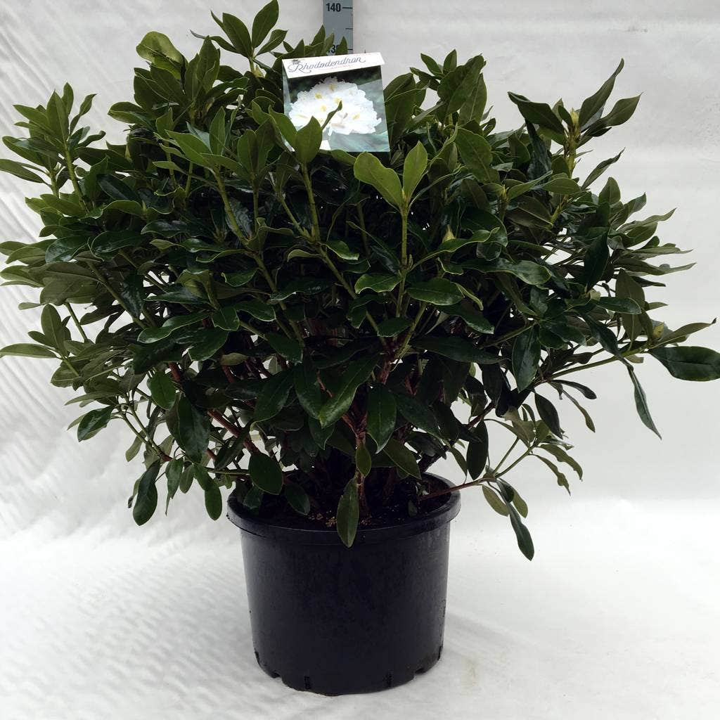 Rhododendron (Rhododendron 'Cunningham White')