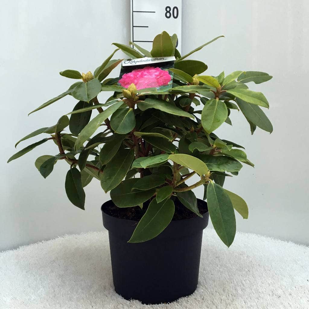  Rhododendron (Rhododendron 'Germania')