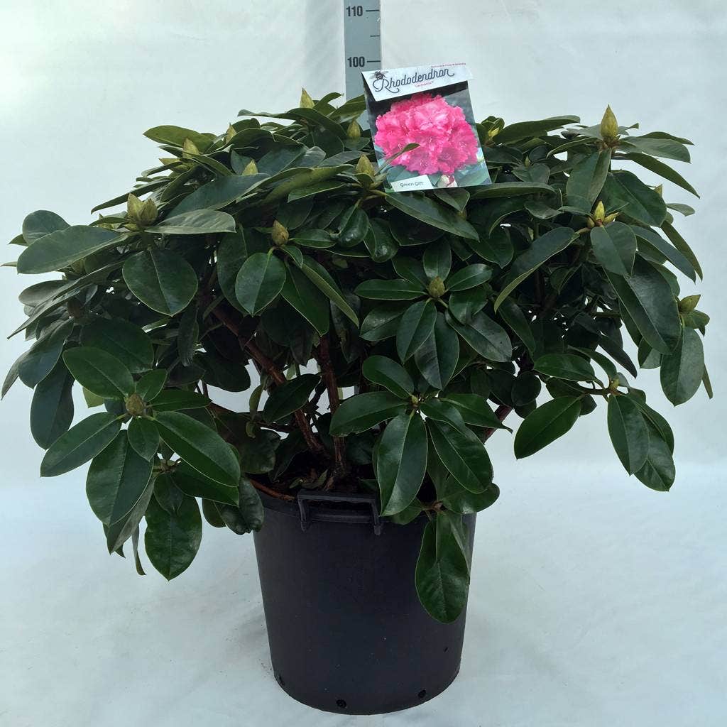  Rhododendron (Rhododendron 'Germania')