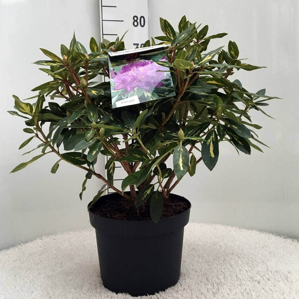  Rhododendron (Rhododendron 'Goldflimmer')