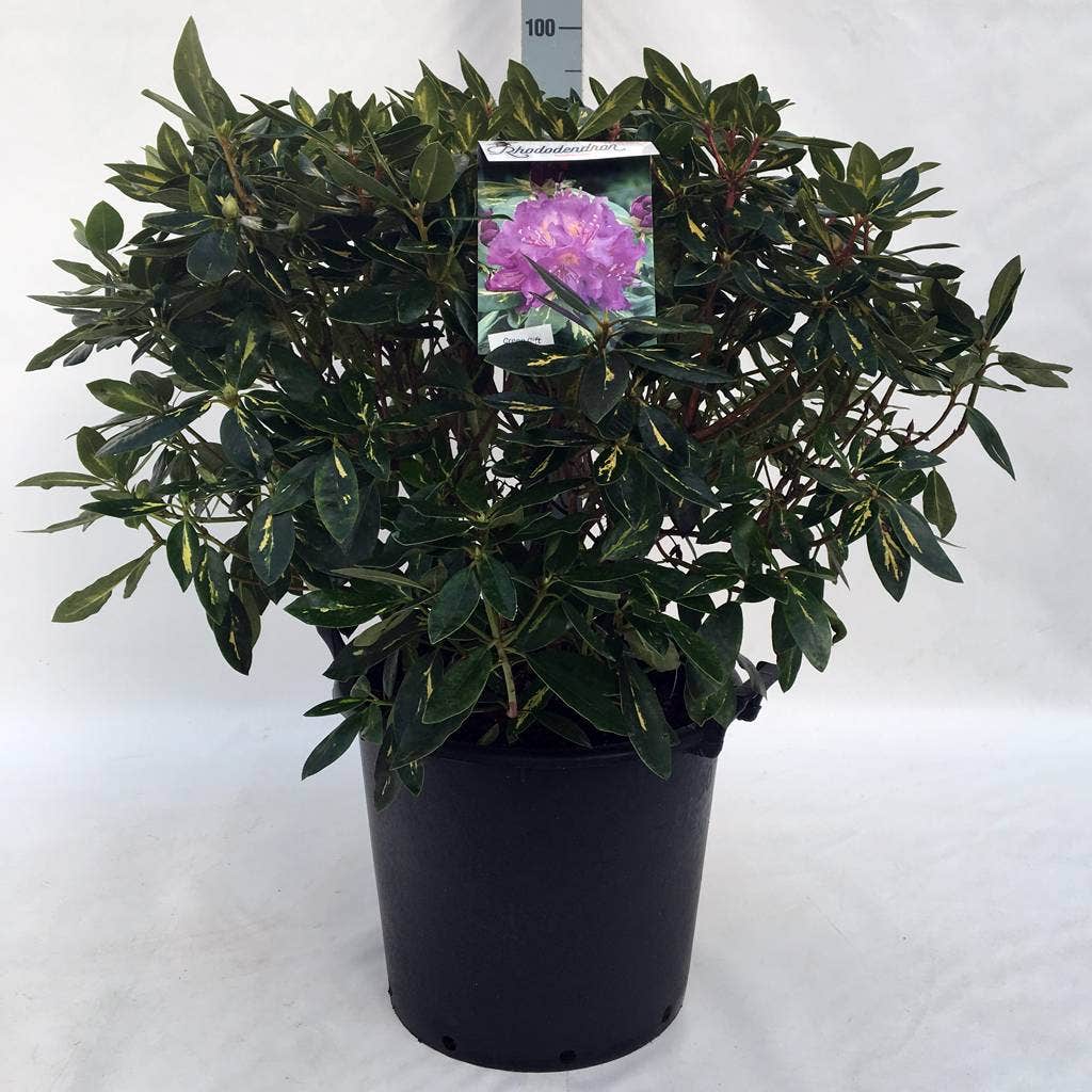  Rhododendron (Rhododendron 'Goldflimmer')