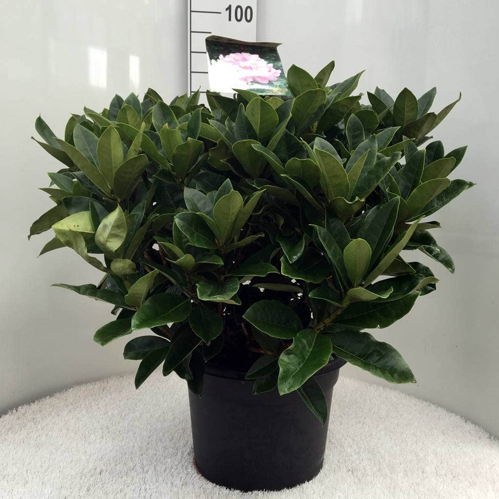  Rhododendron (Rhododendron 'Gomer Waterer')