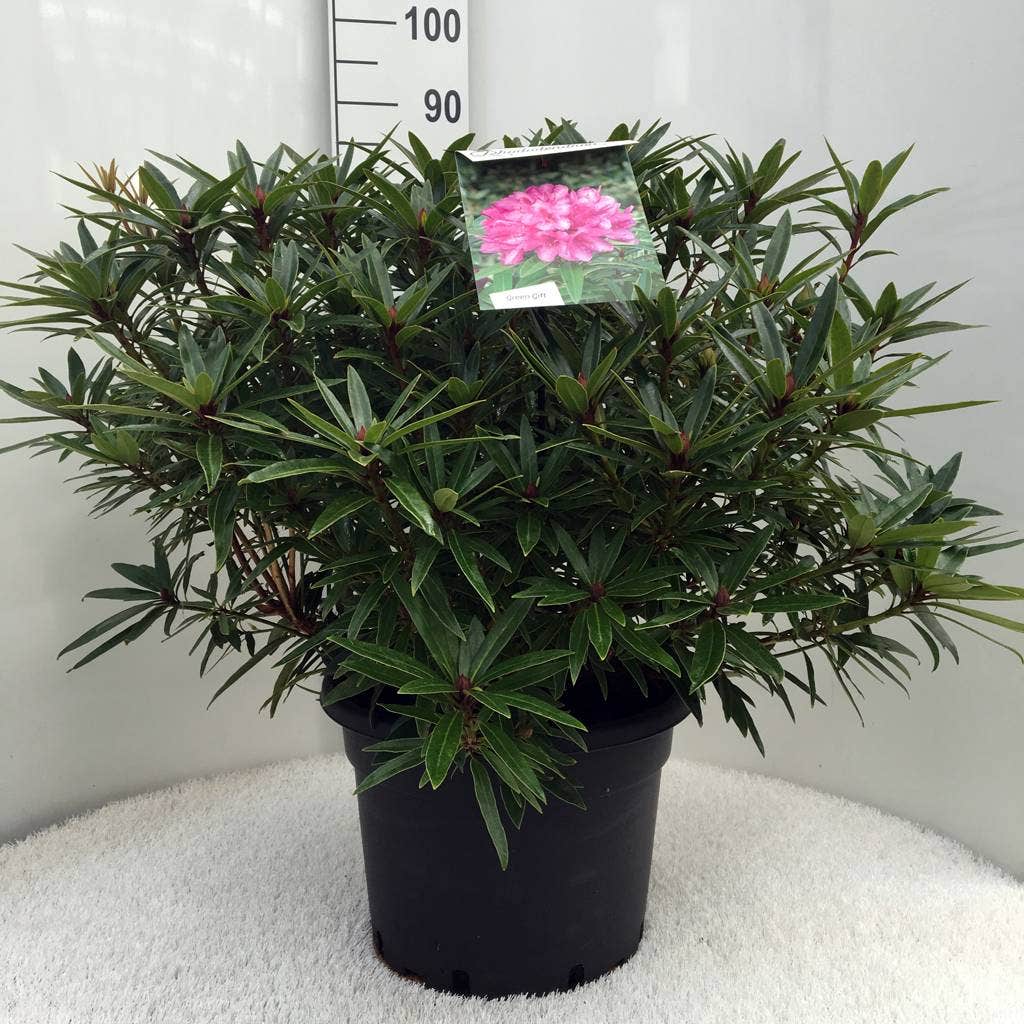  Rhododendron (Rhododendron 'Graziella')
