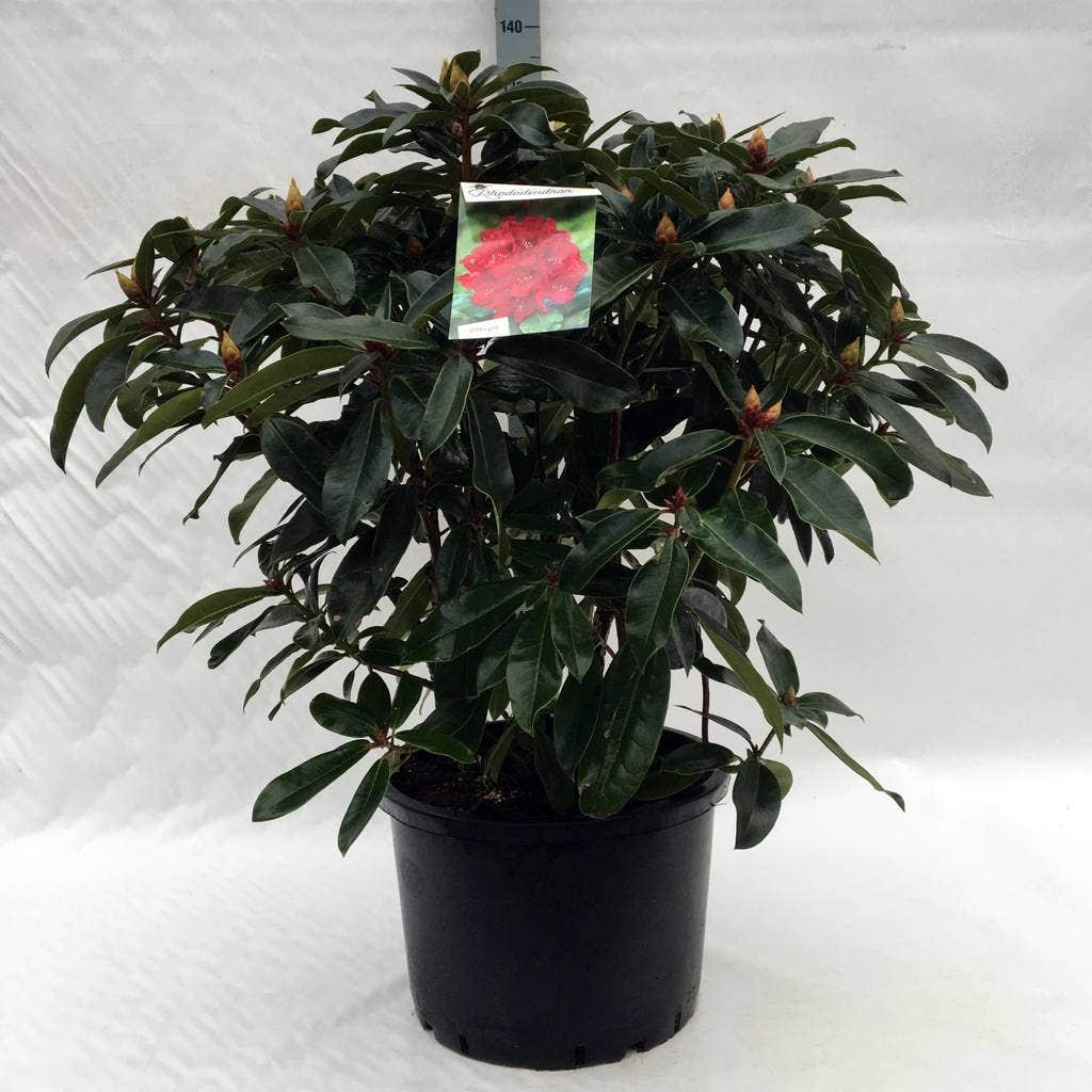  Rhododendron (Rhododendron 'Halfdan Lem')