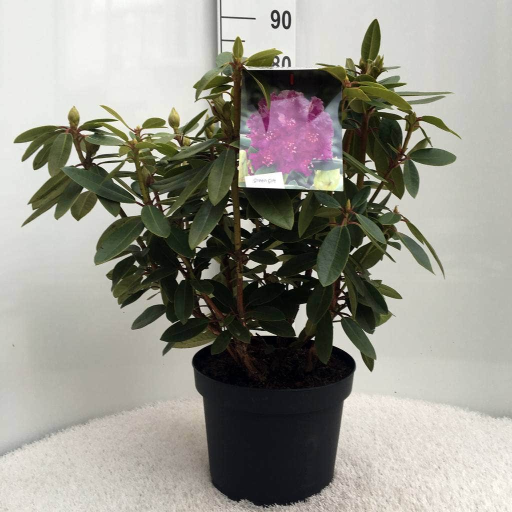  Rhododendron (Rhododendron 'Kokardia')