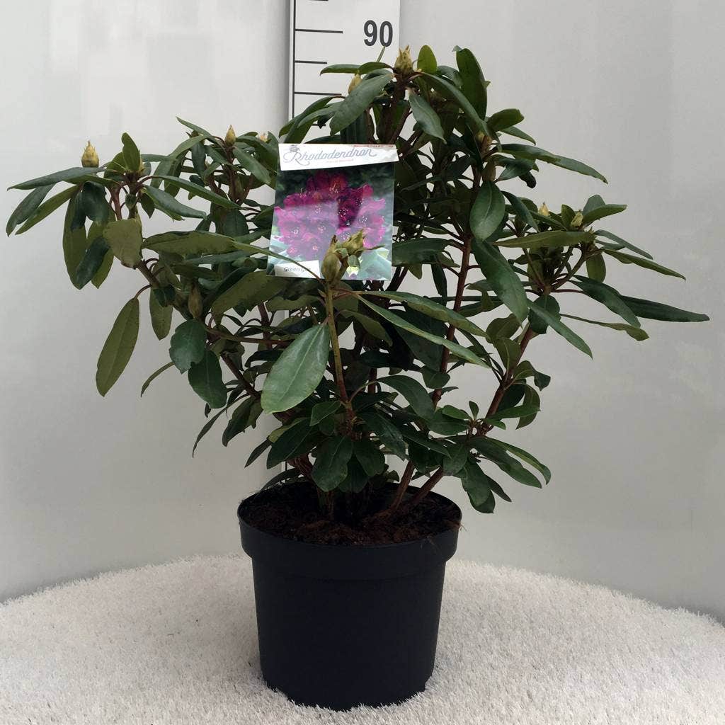  Rhododendron (Rhododendron 'Marcel Menard')