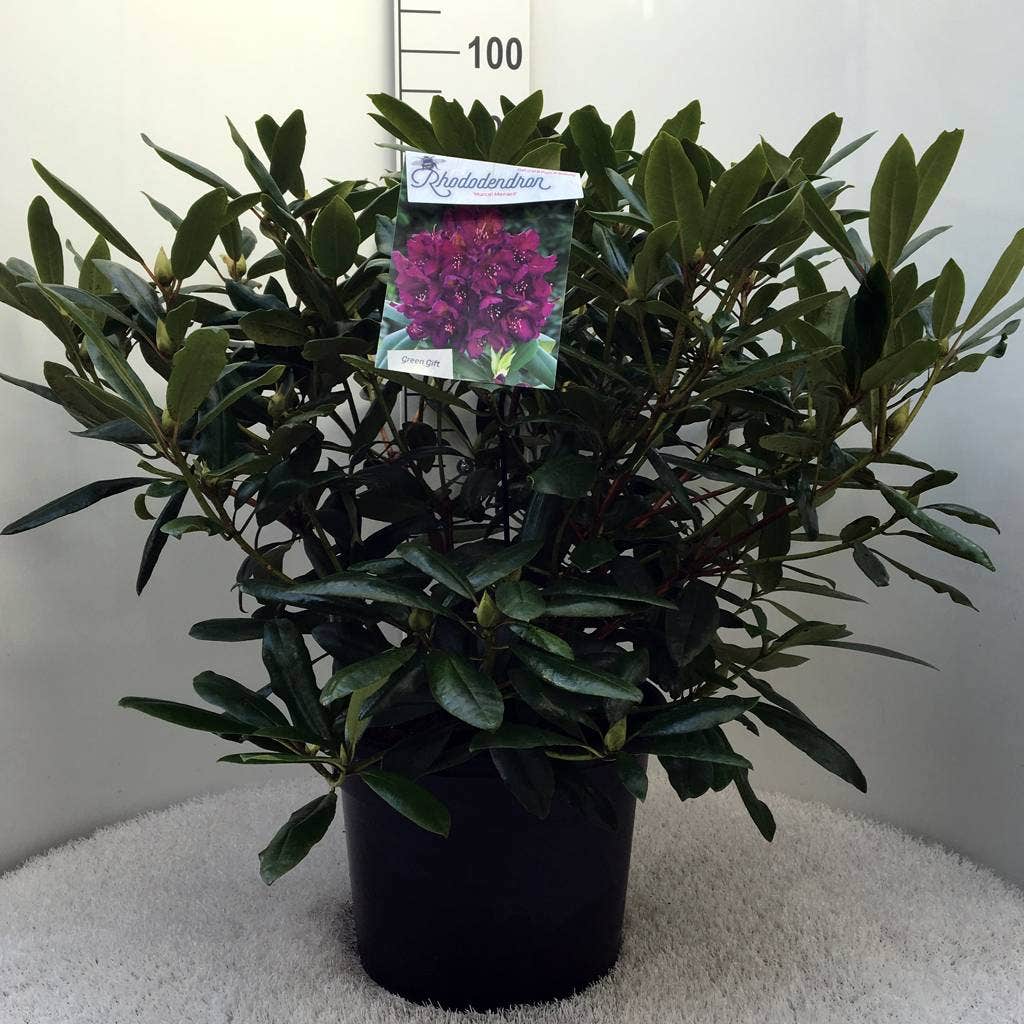  Rhododendron (Rhododendron 'Marcel Menard')
