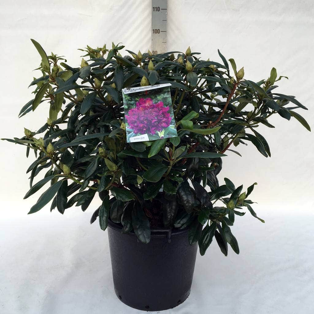  Rhododendron (Rhododendron 'Marcel Menard')