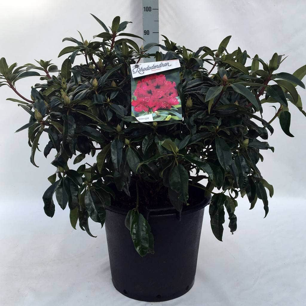  Rhododendron (Rhododendron 'Marie Forte')