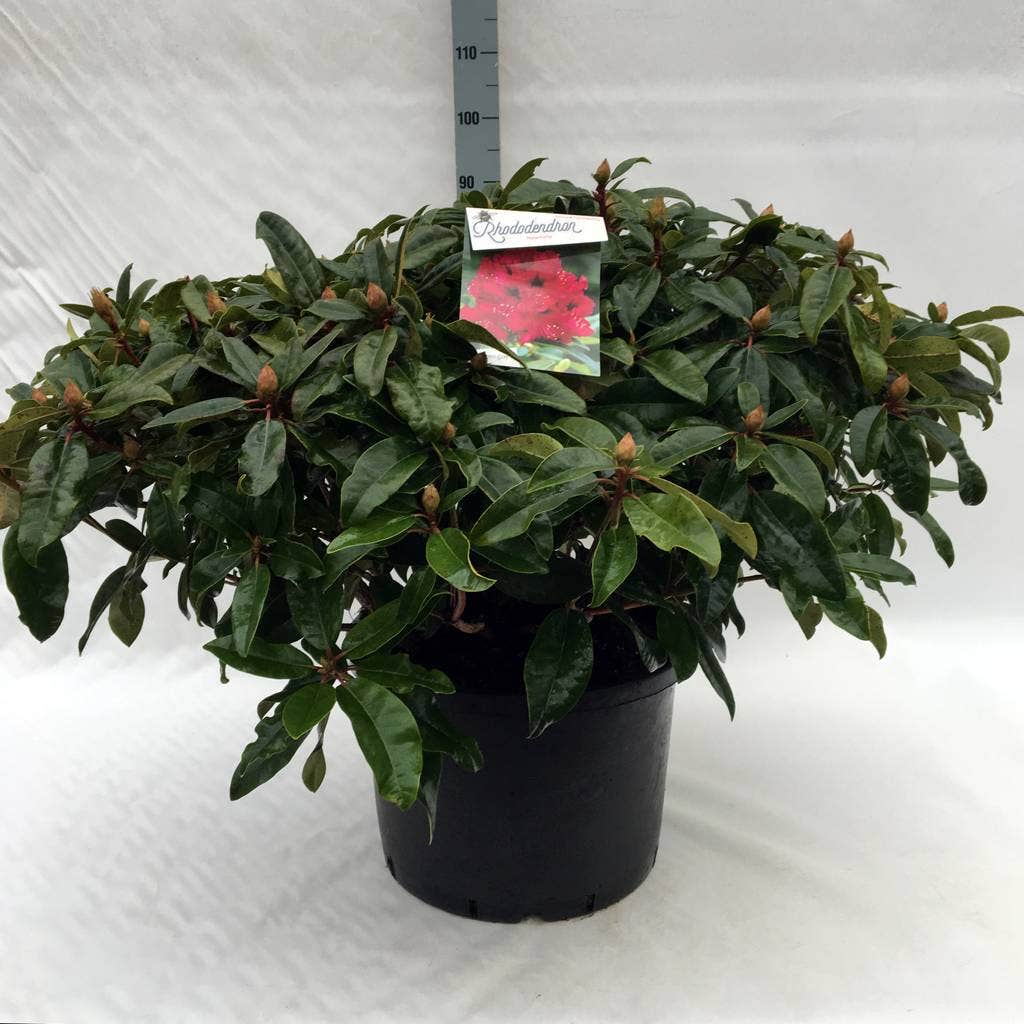  Rhododendron (Rhododendron 'Marie Forte')