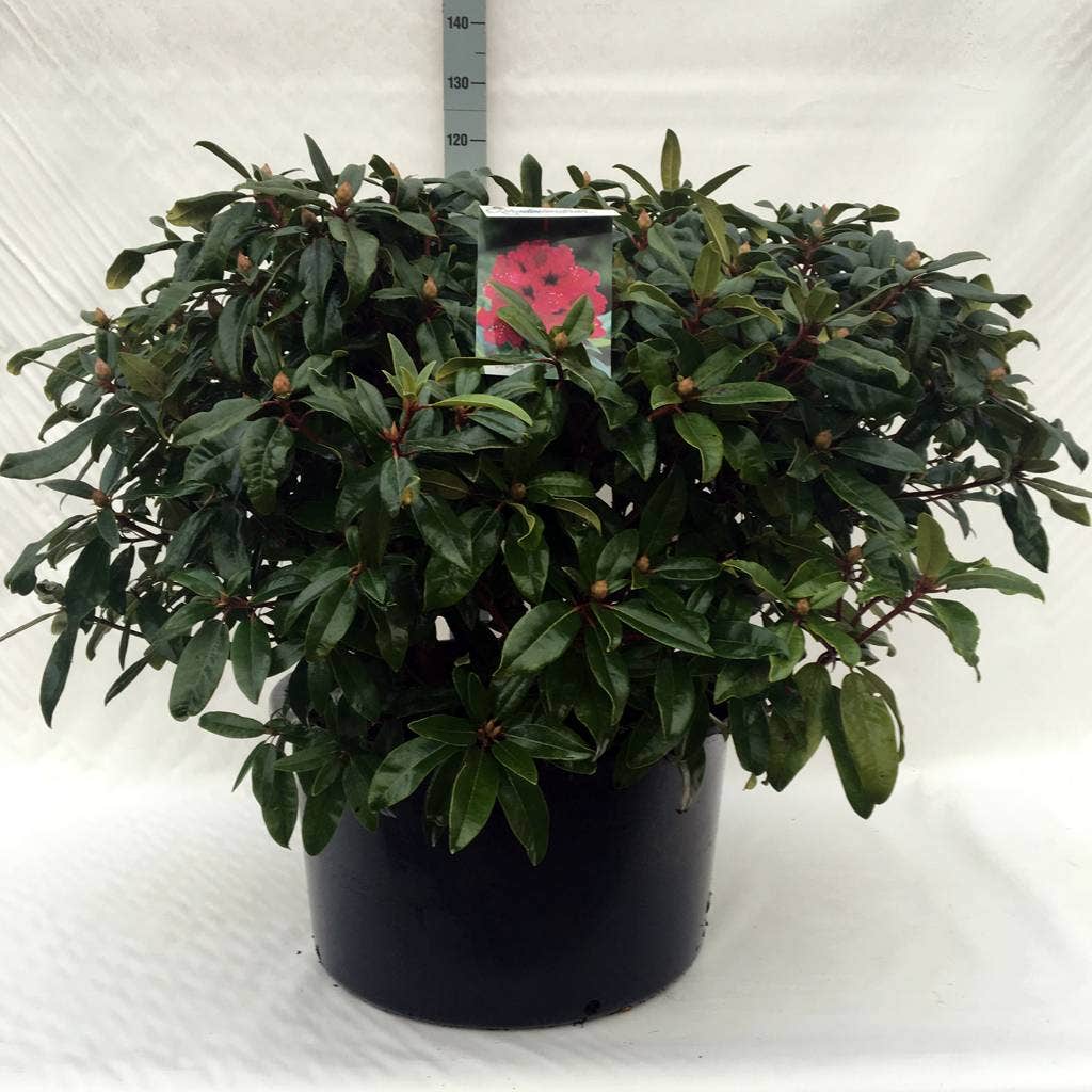  Rhododendron (Rhododendron 'Marie Forte')