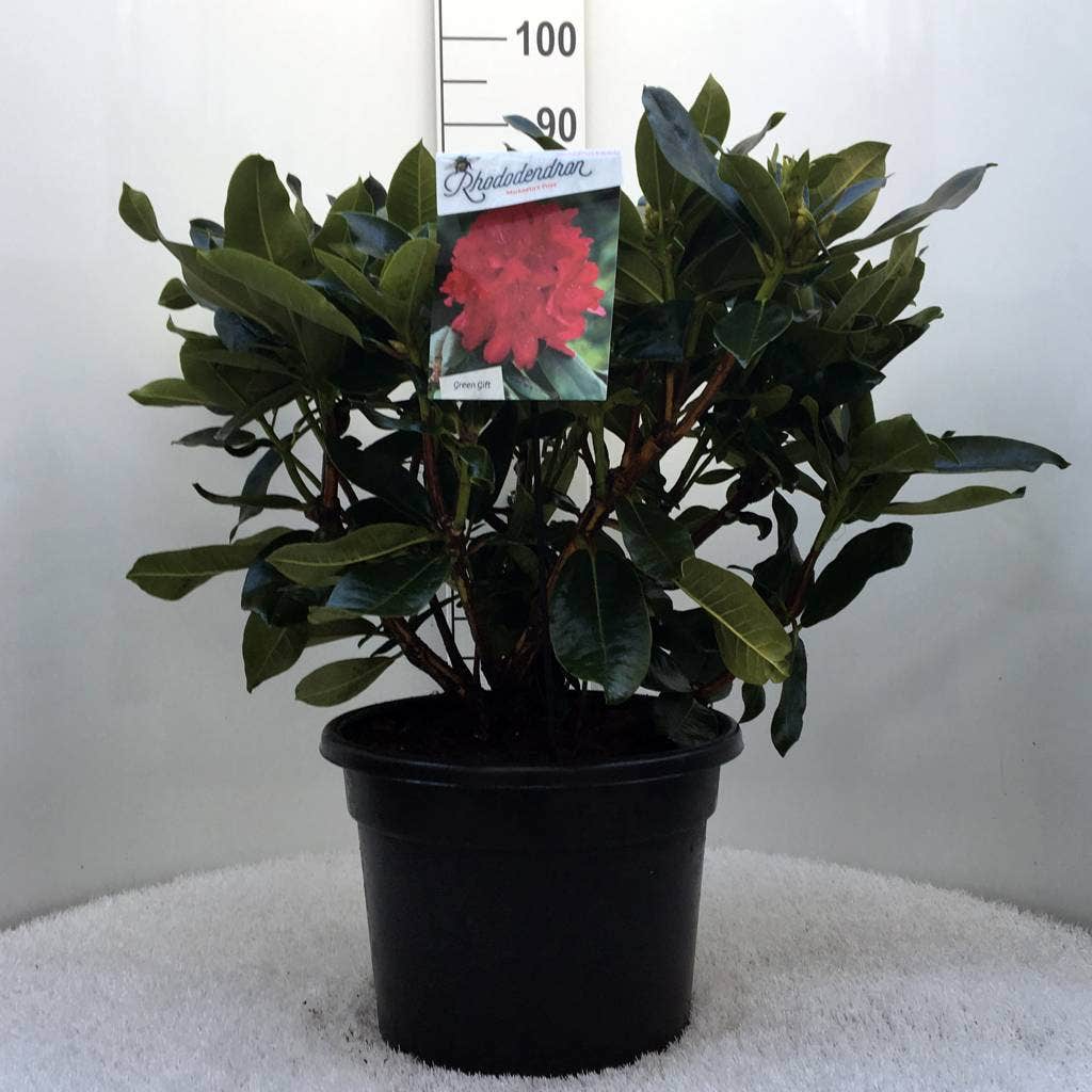  Rhododendron (Rhododendron 'Markeeta's Prize')