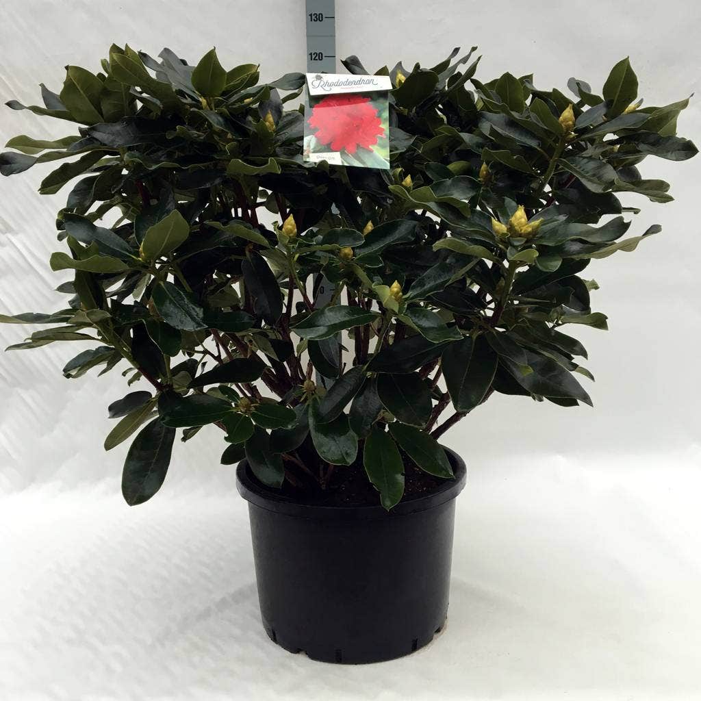  Rhododendron (Rhododendron 'Markeeta's Prize')