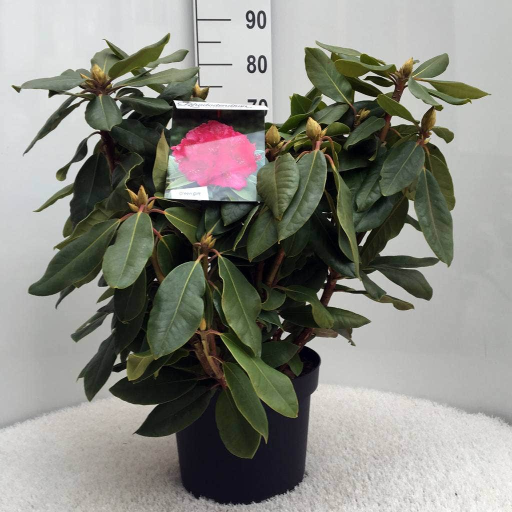  Rhododendron (Rhododendron 'American Beauty')