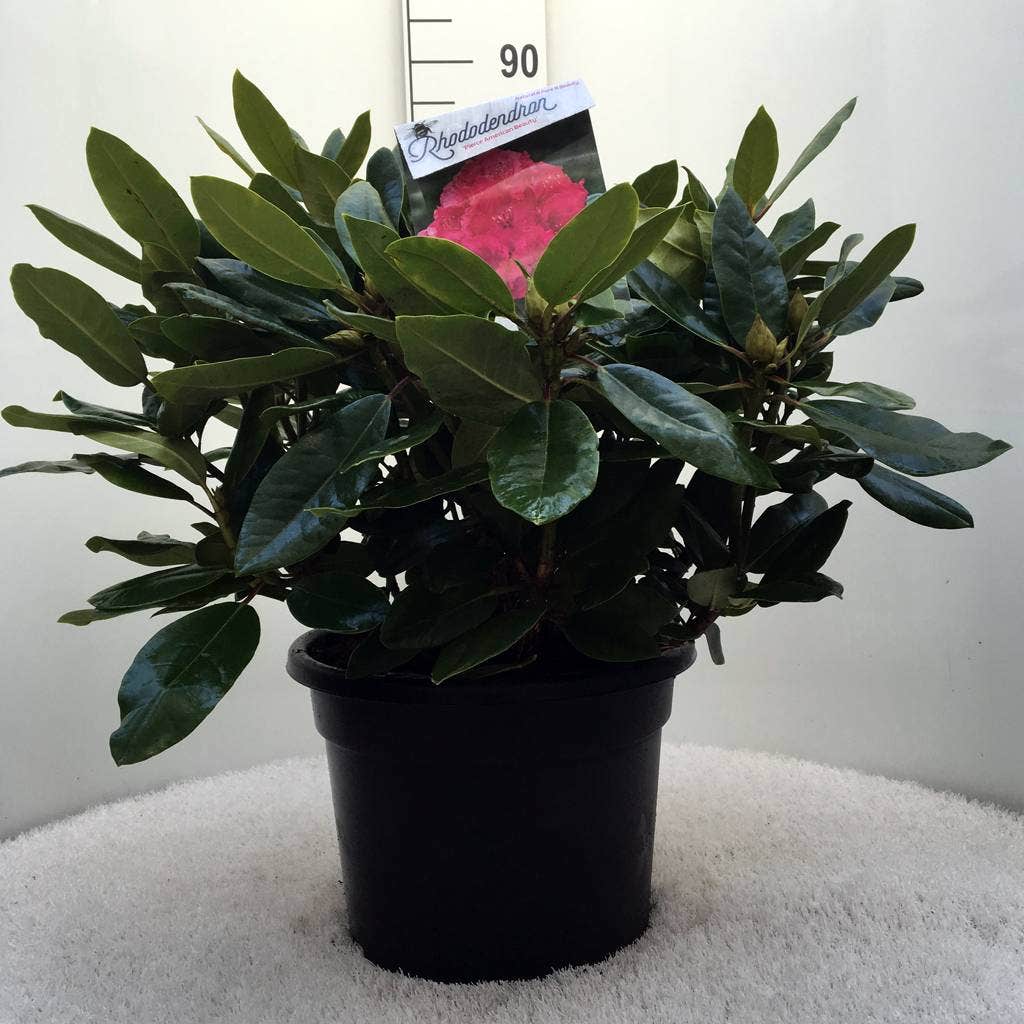  Rhododendron (Rhododendron 'American Beauty')