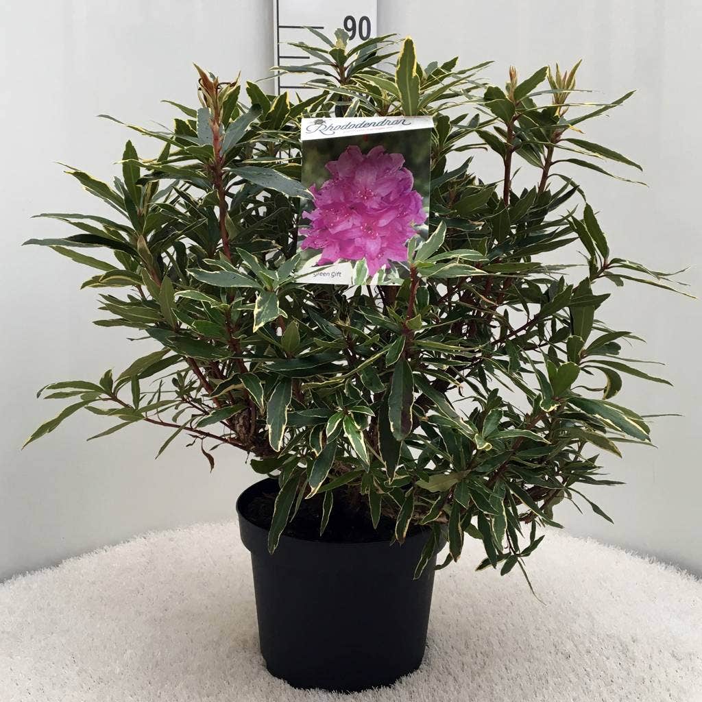  Bosrhododendron (Rhododendron Ponticum 'Variegatum')