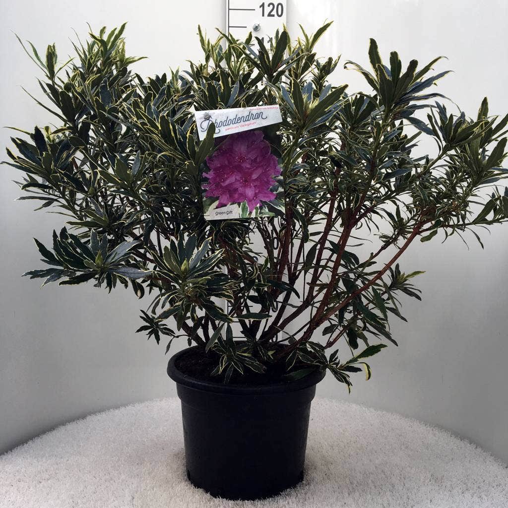  Bosrhododendron (Rhododendron Ponticum 'Variegatum')