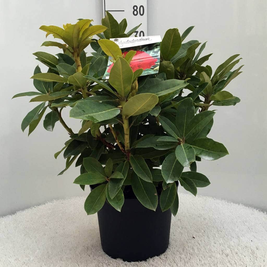  Rhododendron (Rhododendron 'Red Jack')