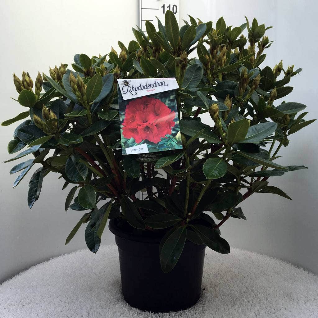  Rhododendron (Rhododendron 'Red Jack')