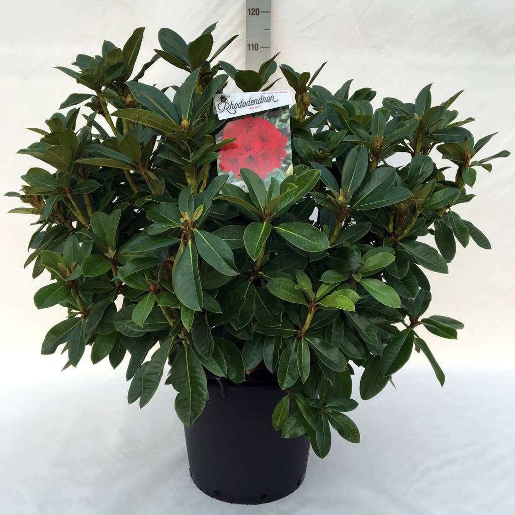  Rhododendron (Rhododendron 'Red Jack')