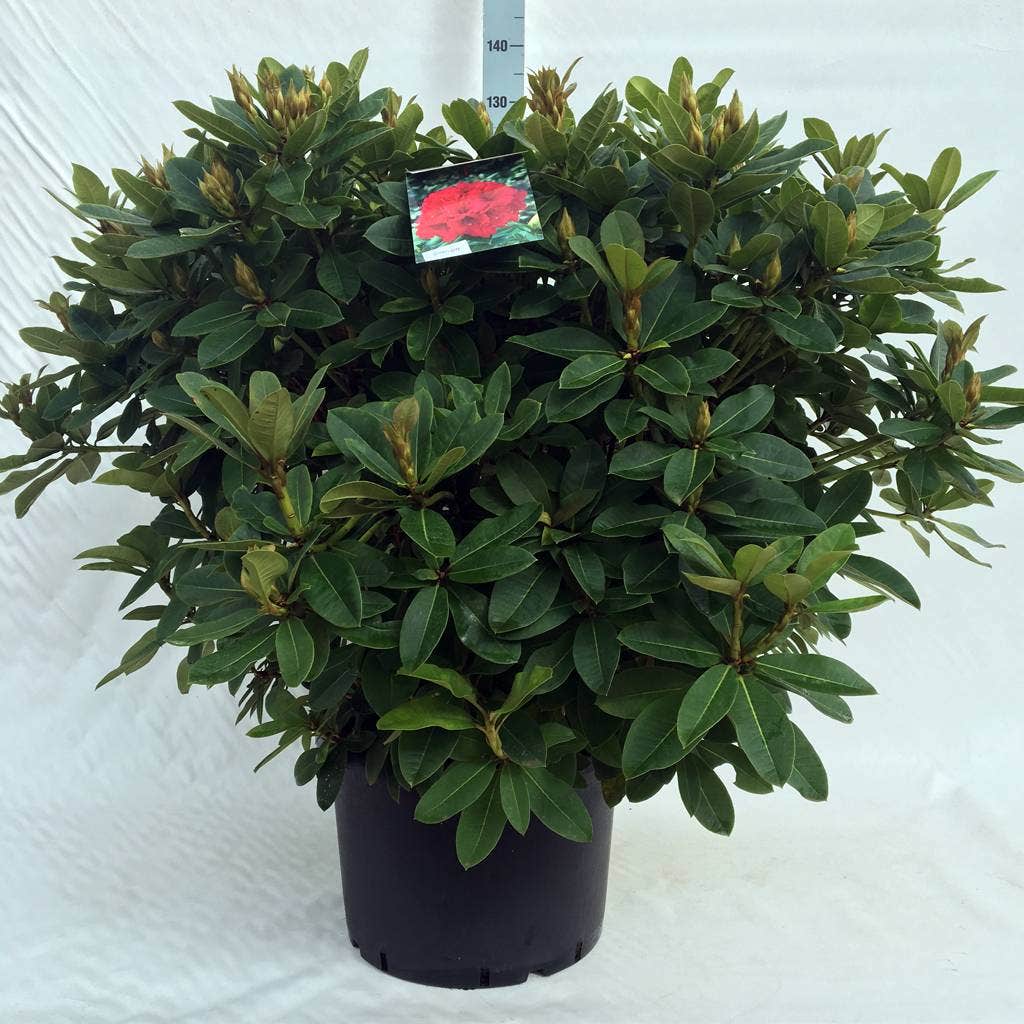  Rhododendron (Rhododendron 'Red Jack')