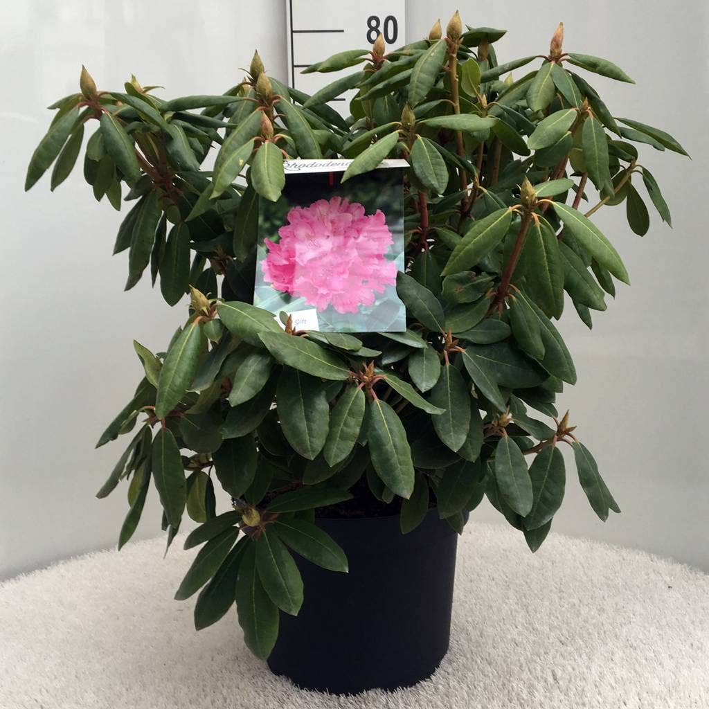  Rhododendron (Rhododendron 'Roseum Elegans')