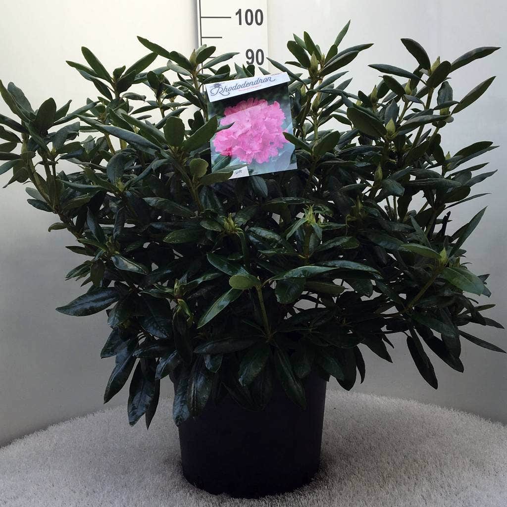  Rhododendron (Rhododendron 'Roseum Elegans')