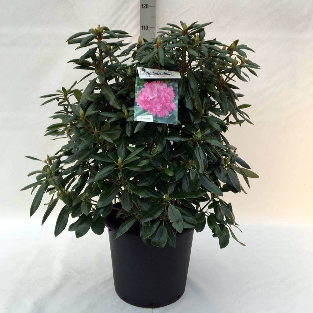  Rhododendron (Rhododendron 'Roseum Elegans')
