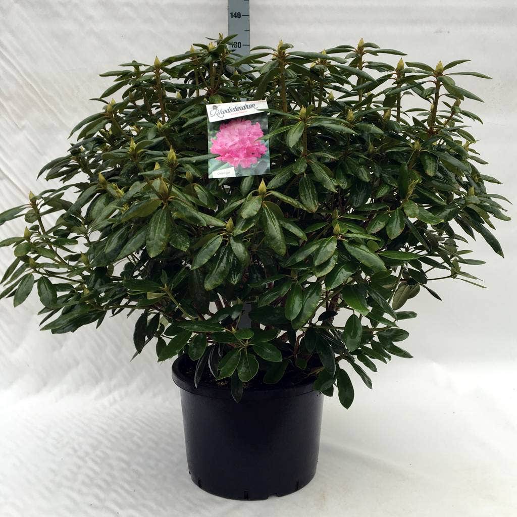  Rhododendron (Rhododendron 'Roseum Elegans')