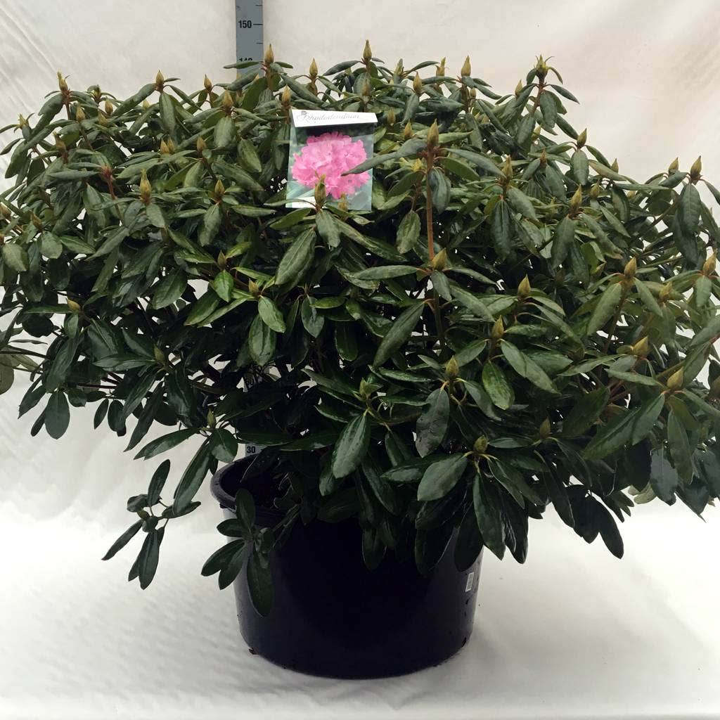  Rhododendron (Rhododendron 'Roseum Elegans')