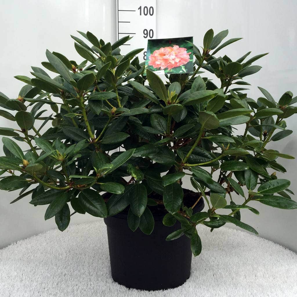  Rhododendron (Rhododendron 'Virginia Richards')
