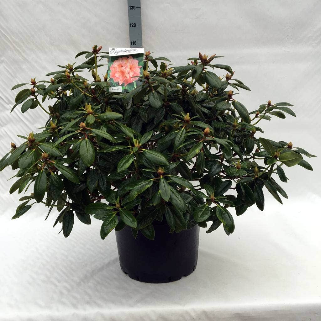  Rhododendron (Rhododendron 'Virginia Richards')