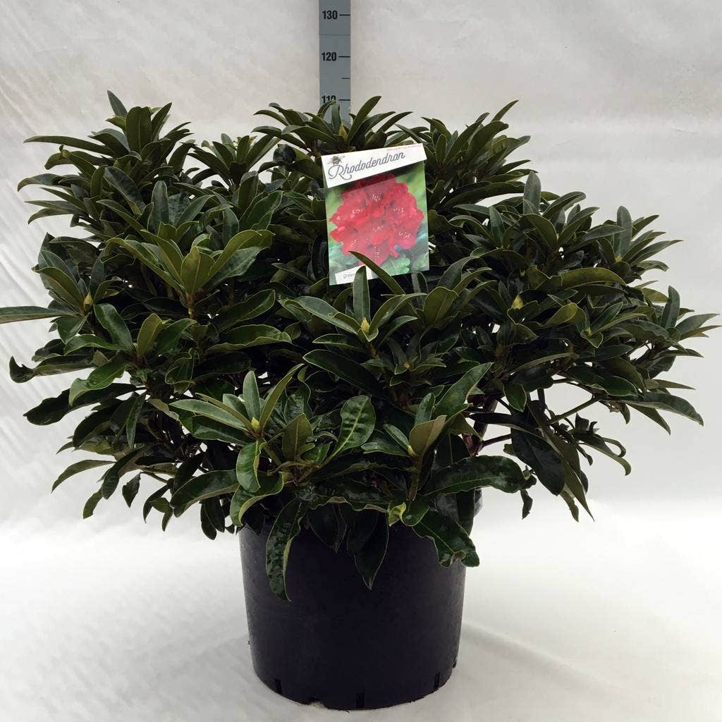  Rhododendron (Rhododendron 'Wilgen's Ruby')