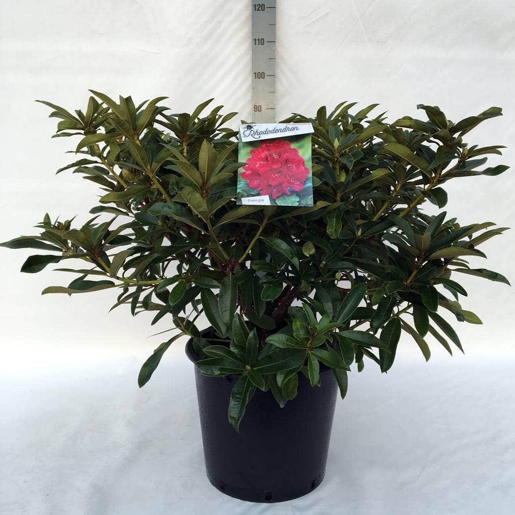  Rhododendron (Rhododendron 'Wilgen's Ruby')