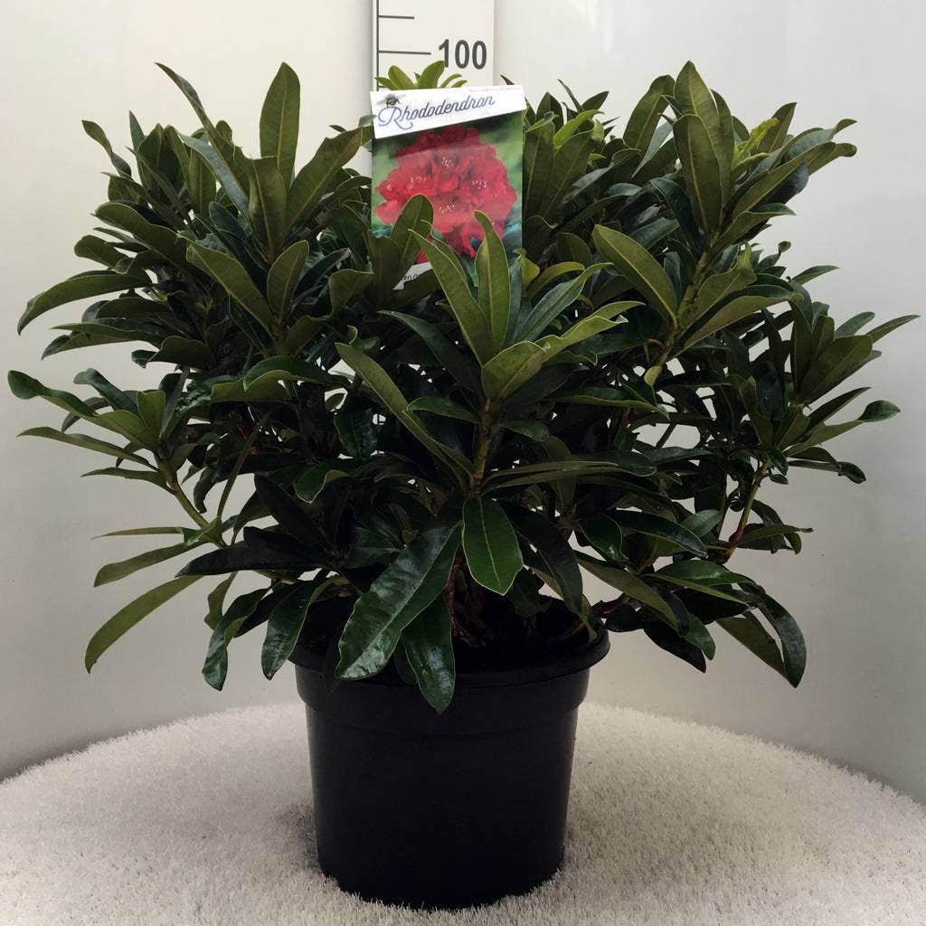  Rhododendron (Rhododendron 'Wilgen's Ruby')