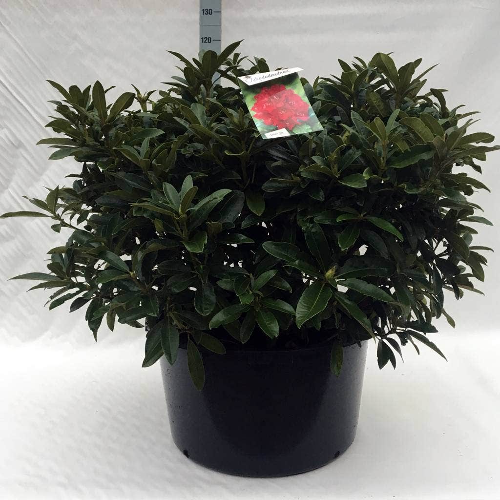 Rhododendron (Rhododendron 'Wilgen's Ruby')
