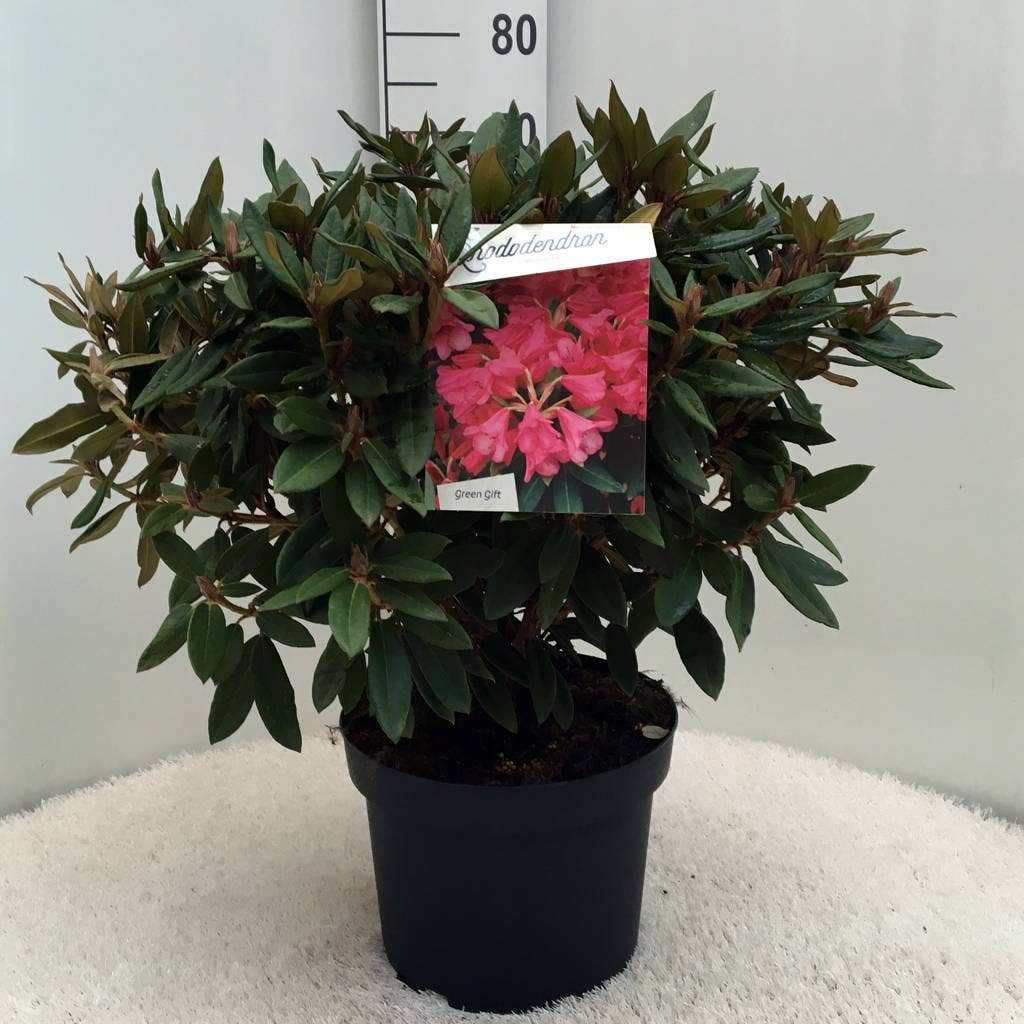  Rhododendron (Rhododendron 'Winsome')