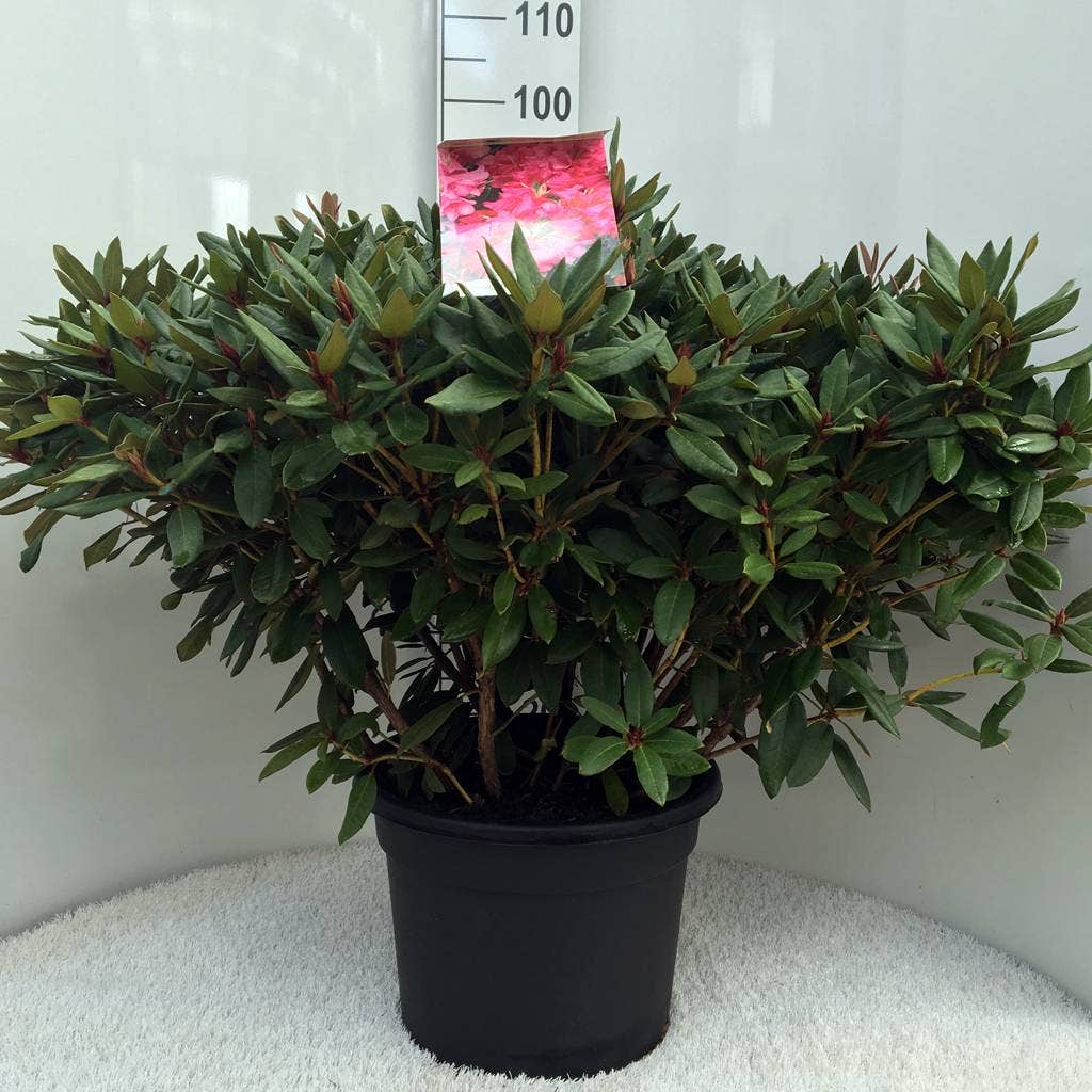  Rhododendron (Rhododendron 'Winsome')