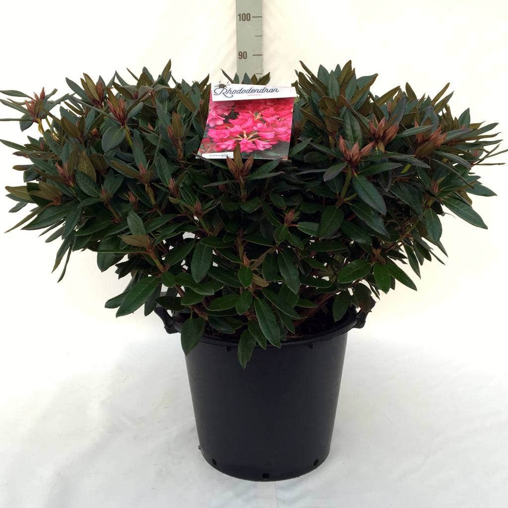  Rhododendron (Rhododendron 'Winsome')