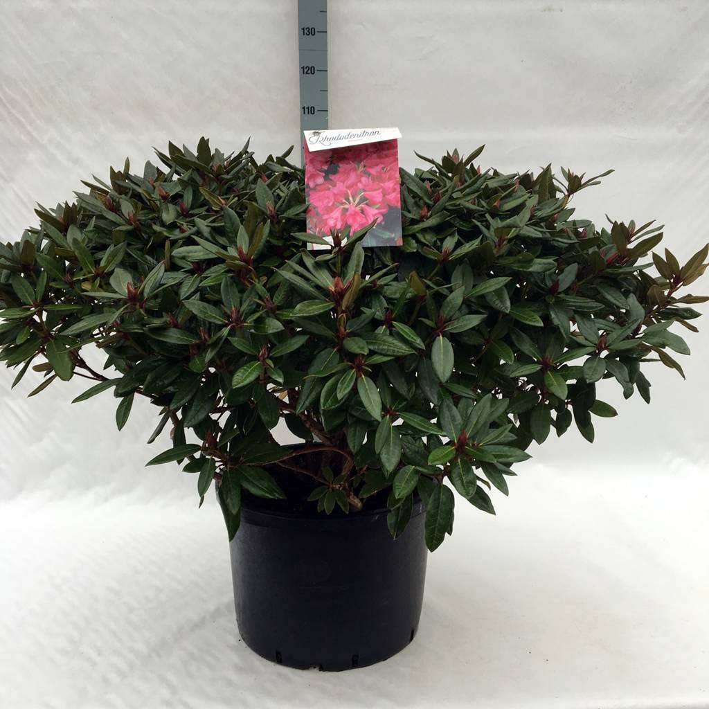  Rhododendron (Rhododendron 'Winsome')